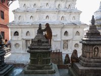 Monkeys Rule the Temple Grounds